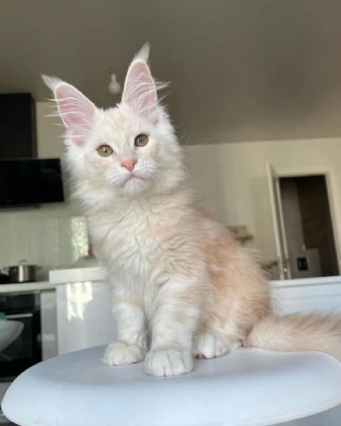 Maine Coon cuccioli pedigree!!