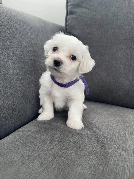 CUCCIOLI MALTESE TOY