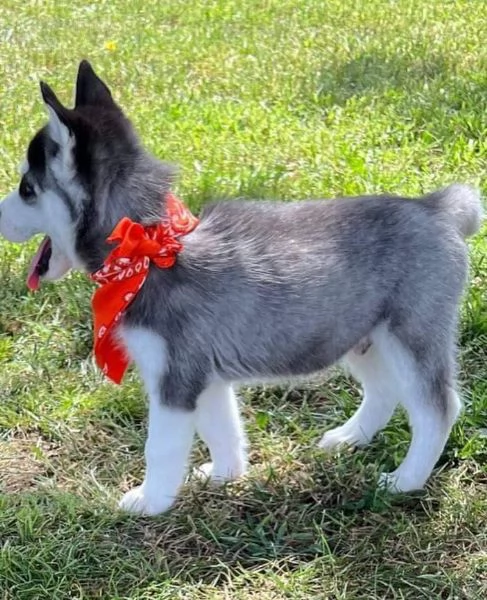 Siberian husky cuccioli!! | Foto 0