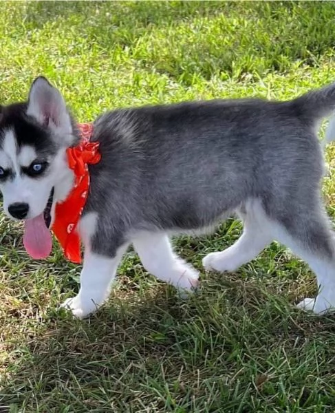 Siberian husky cuccioli!!