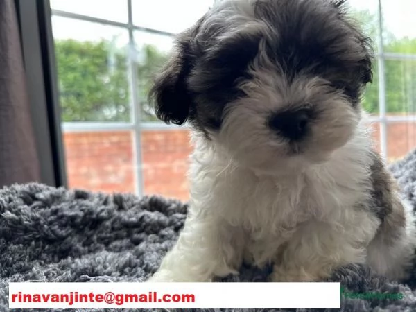 Cuccioli di Shihtzu