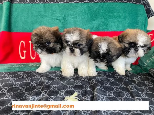 Cuccioli shihtzu (shitzu ) maschio e femmine