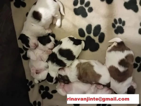 Cuccioli di shitzu/shihtzu/shi tzu/shih tzu