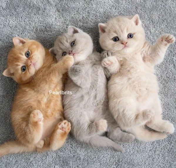 Cuccioli di British Shorthair