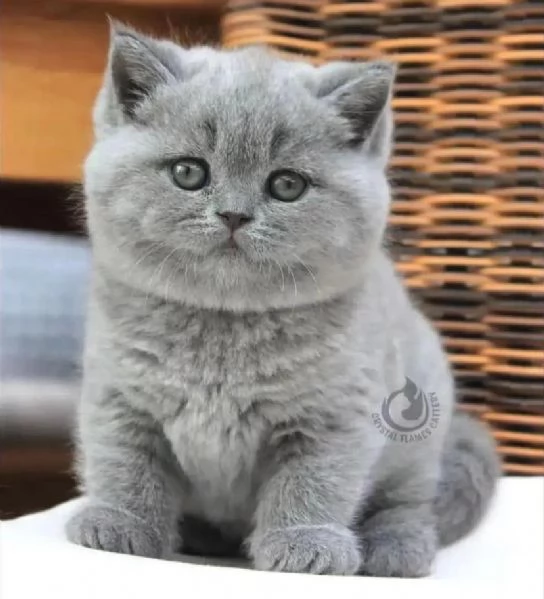 British shorthair, maschio e femmina, con pedigree