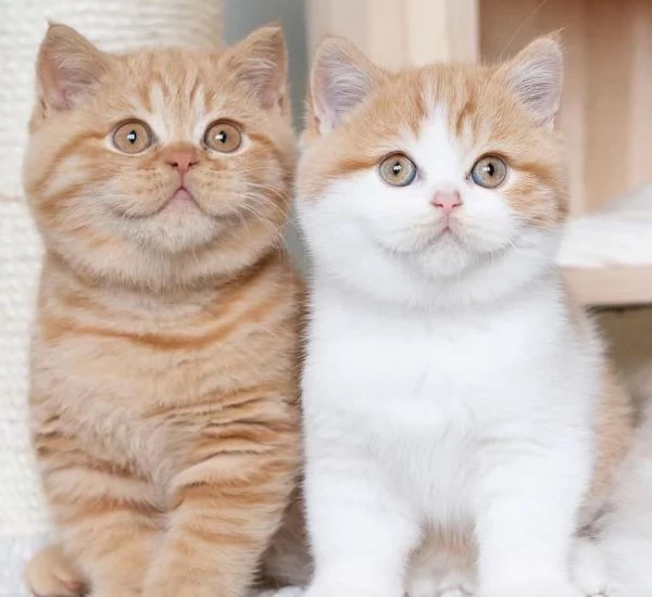 Cuccioli di British shorthair