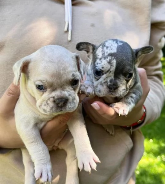 Cuccioli di Bulldog Francese Disponibili !