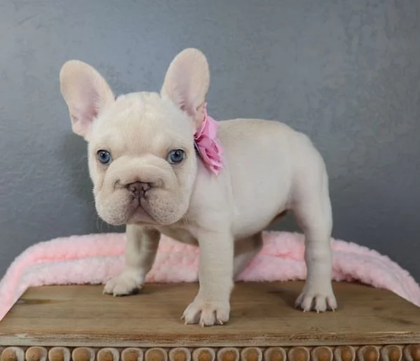 cucciolo  bulldog francese 