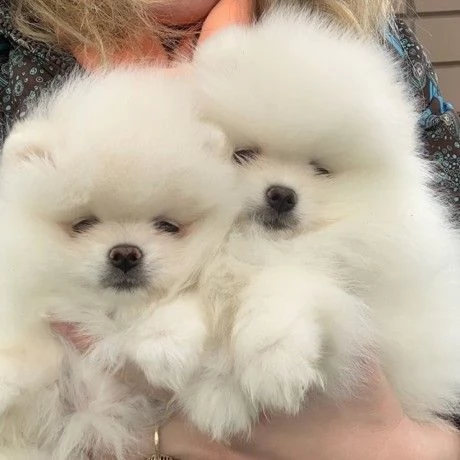 Bellissimi cuccioli di Pomerania in vendita