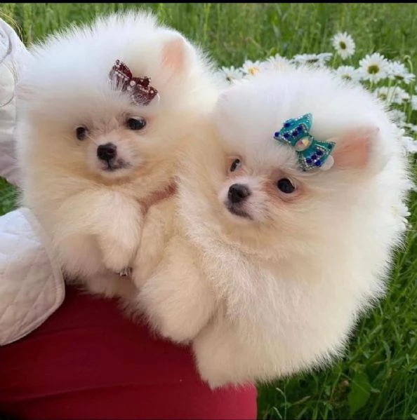 Bellissimi cuccioli di Pomerania in vendita | Foto 0