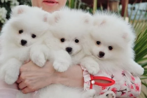 Cuccioli di Pomerania sani in vendita | Foto 0