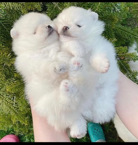 Cuccioli di Pomerania sani in vendita