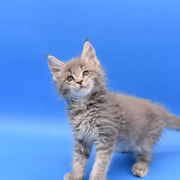 Maine coon cuccioli