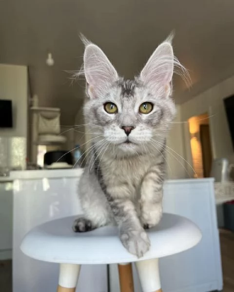 Disponibili Cuccioli di Maine coon.!! | Foto 0