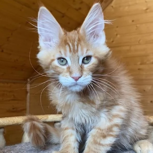 Cucciola di razza Maine Coon!!