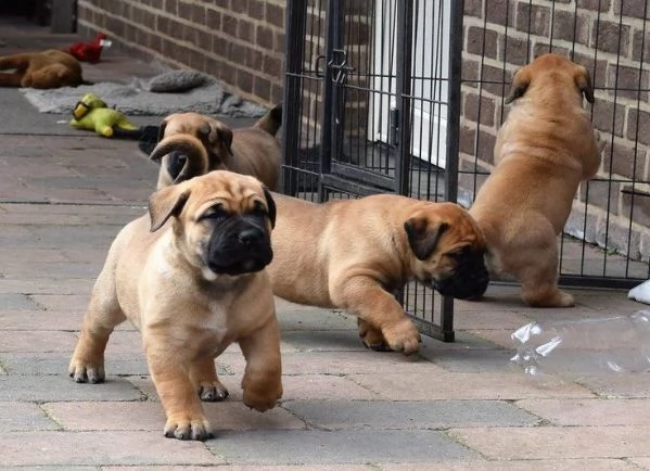 Regalo CUCCIOLI LABRADOR BELLISSIMI CUCCIOLI DI LABRADOR DI PRIMA SCELTA IN PRONTA CONSEGNA MICROCIP