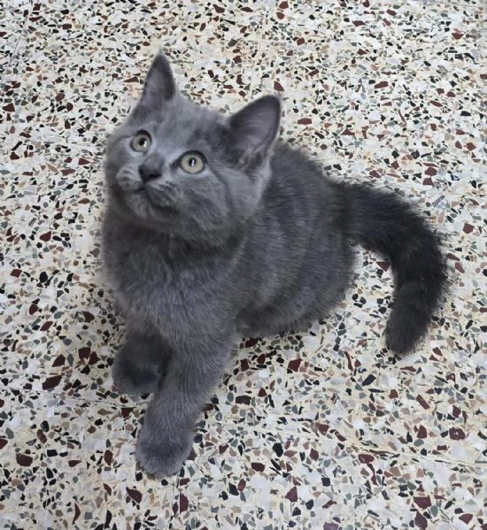 British shorthair maschio e femmina