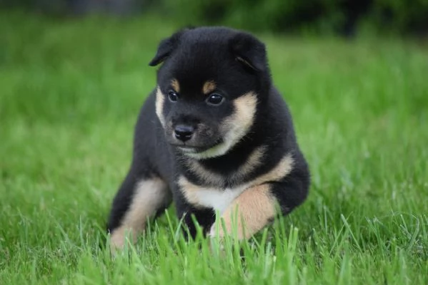 Due Shiba Inu con pedigree!!