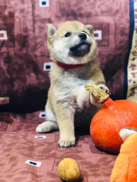 Disponibili due cucciole Shiba Inu | Foto 0