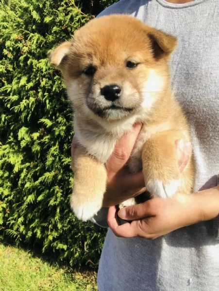 SHIBA INU cuccioli  | Foto 0