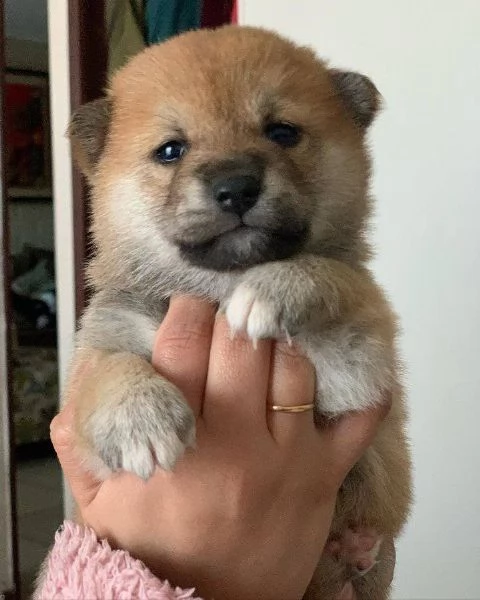 SHIBA INU cuccioli !!