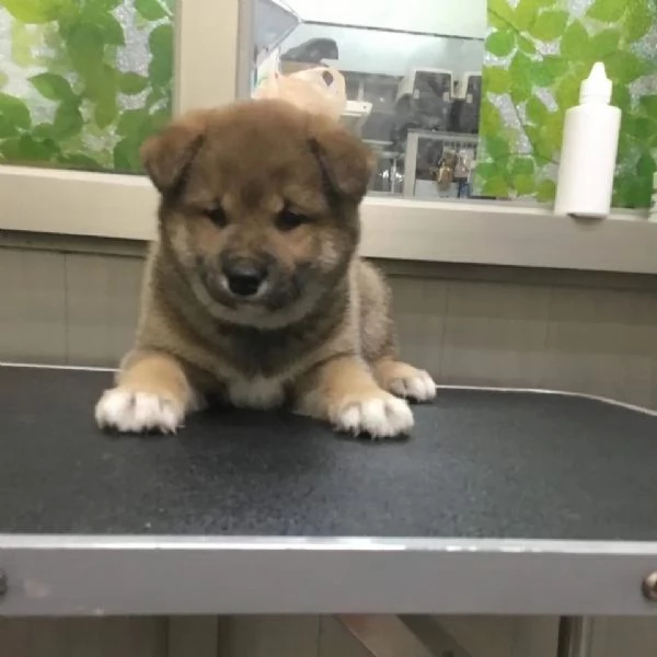 Shiba Inu maschio e femmina!! | Foto 0