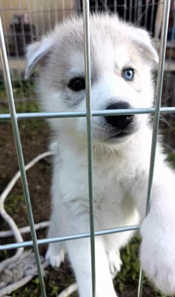 CUCCIOLI DI SIBERIAN HUSKY ALTA GENEALOGIA | Foto 4