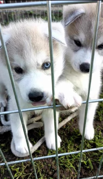 CUCCIOLI DI SIBERIAN HUSKY ALTA GENEALOGIA | Foto 3