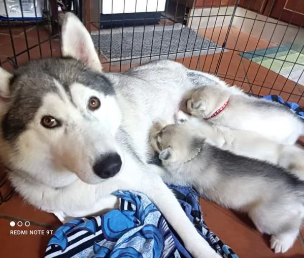 CUCCIOLI DI SIBERIAN HUSKY ALTA GENEALOGIA | Foto 1