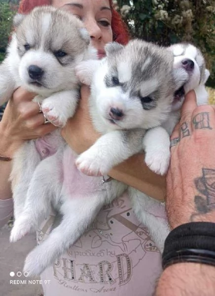 CUCCIOLI DI SIBERIAN HUSKY ALTA GENEALOGIA | Foto 0