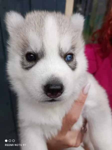 CUCCIOLI DI SIBERIAN HUSKY ALTA GENEALOGIA