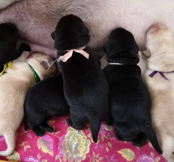 Cuccioli di labrador con pedigree Enci