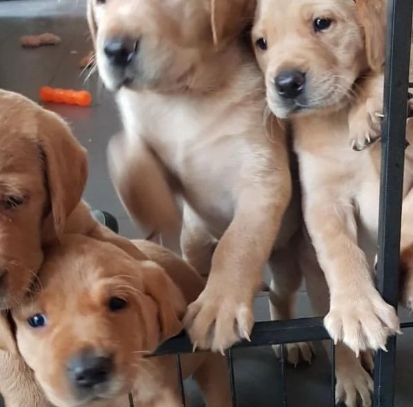 Labrador Cuccioli  Maschi e Femmine