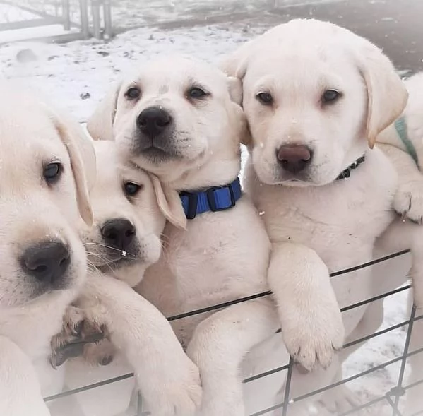 Splendidi cuccioli di Labrador con pedigree 