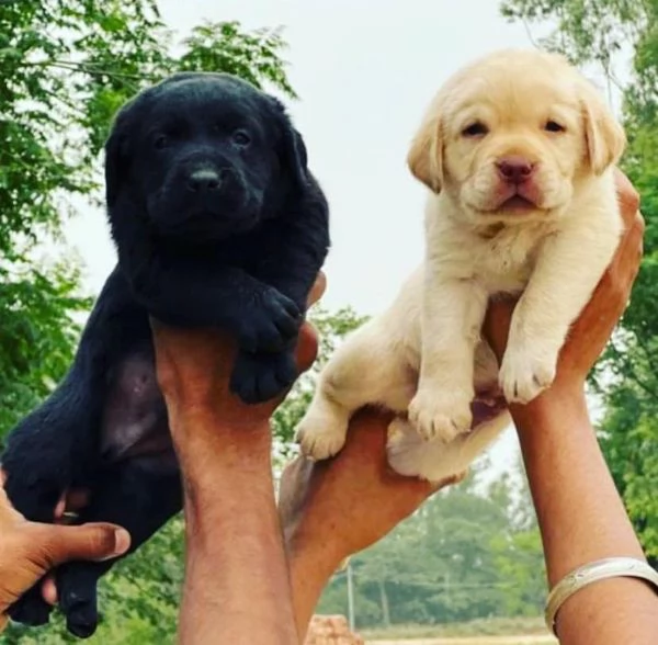 Labrador retriever con pedigree