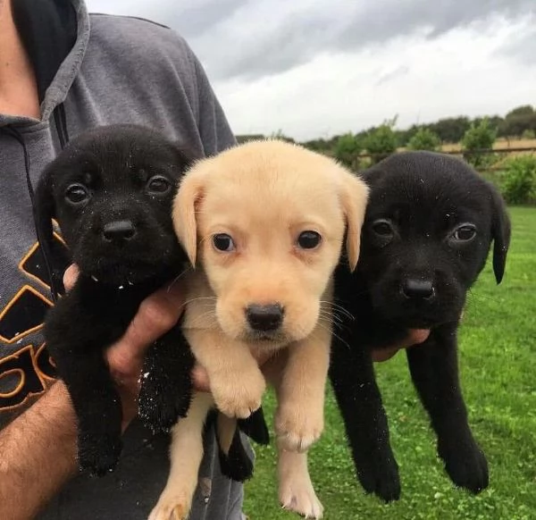 Cuccioli Labrador retriever con pedigree Enci