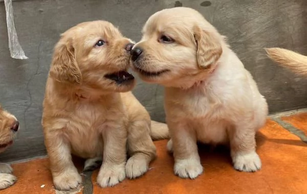 Cuccioli di labrador 