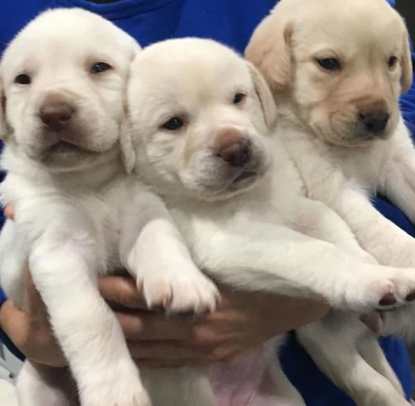 Cuccioli di Labrador Retriever