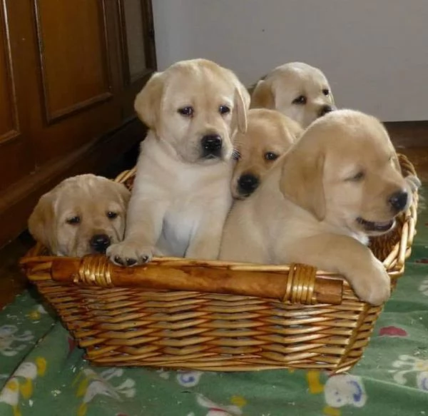 Cuccioli di Labrador con Pedigree