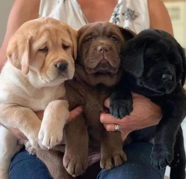 Cuccioli labrador retriver