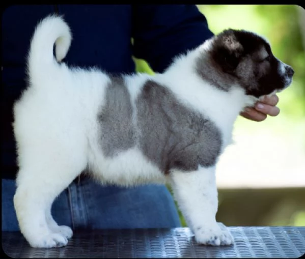 Cuccioli di Pastore del Caucaso | Foto 6