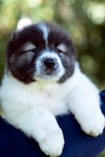 Cuccioli di Pastore del Caucaso