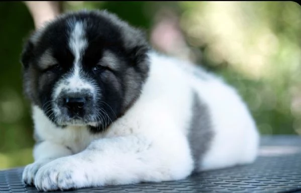 Cuccioli di Pastore del Caucaso | Foto 0