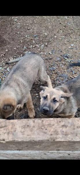 2 CUCCIOLI CERCANO CASA