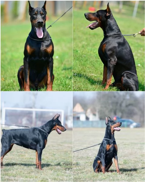 Cuccioli di Dobermann in vendita | Foto 0