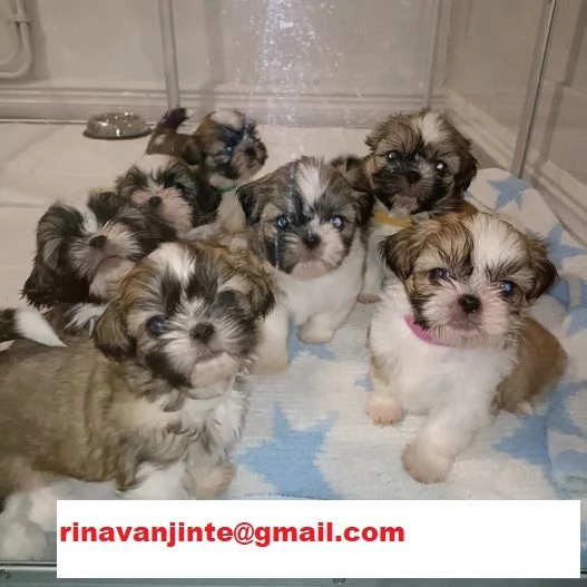 Cucciola shih tzu