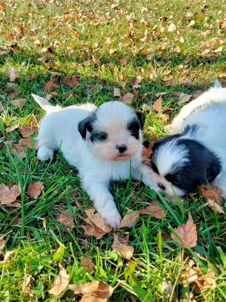 Cucciolo Shih Tzu Shitzu maschietto femminuccia