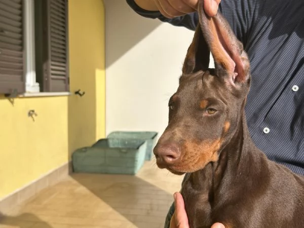 Cucciolo di Dobermann | Foto 0