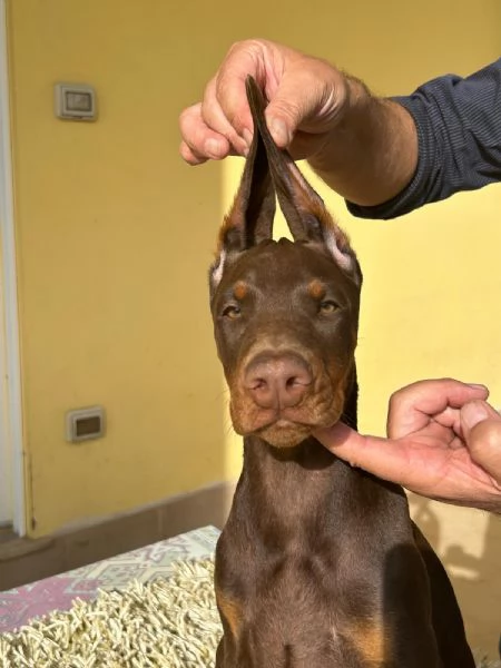 Cucciolo di Dobermann