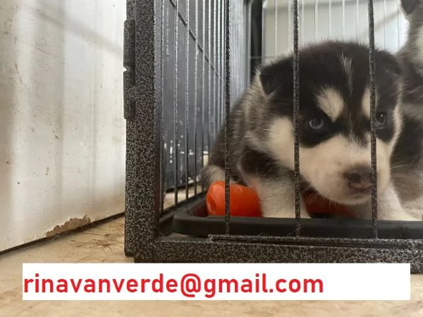 Cuccioli Siberian Husky con Pedigree e occhi azzur